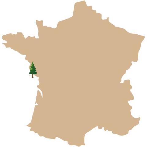 Sunêlia
